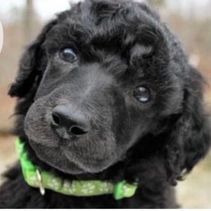 Meet your Posher, Deanna